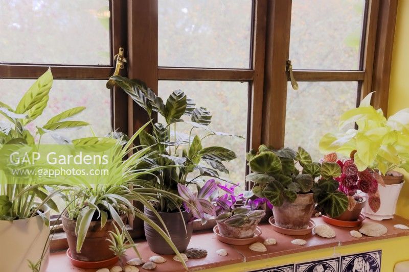 North facing windowsill in winter with Philodendron, Calathea, Peperomia, Begonia, Chlorophytum and Tradescantia houseplants