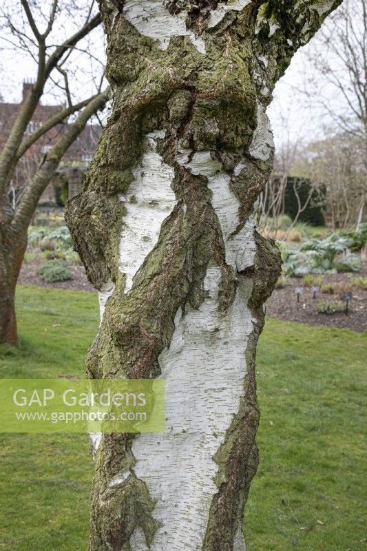 Betula pendula 'Youngii' bark - March