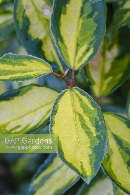 Elaeagnus x submacrophylla 'Limelight'