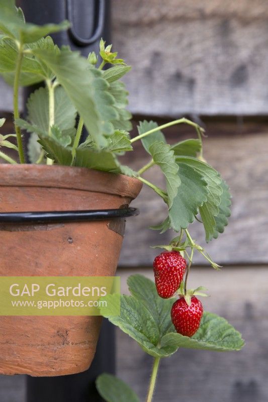 Strawberry plants in terracotta pots attached to a vertical drain pipe as a space saving technique