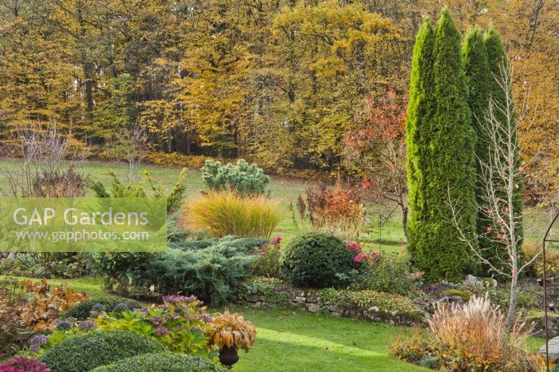 Autumn border with Thuja occidentalis, roses, yew topiary, Juniperus, and Miscanthus.
