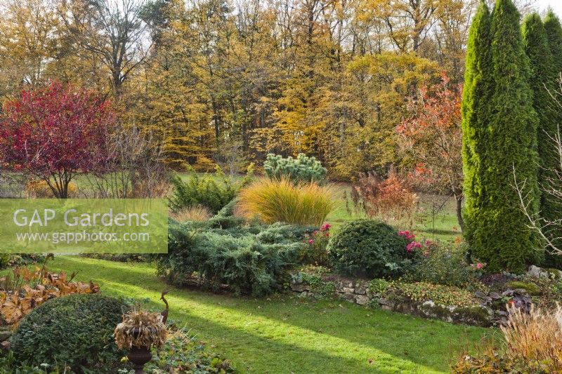 Autumn border with Thuja occidentalis, roses, yew topiary, Juniperus, and Miscanthus.