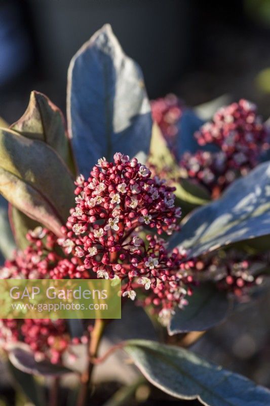 Skimmia japonica 'Perosa'