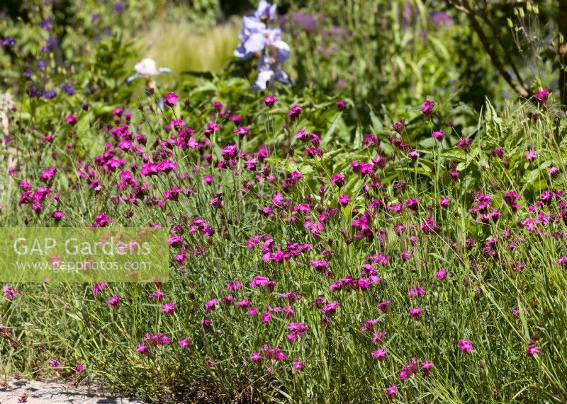 Dianthus carthusianorum, summer August