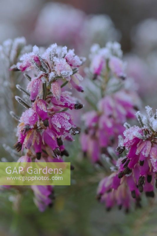 Erica carnea 'Eva'  - Winter flowering heather with hoar frost