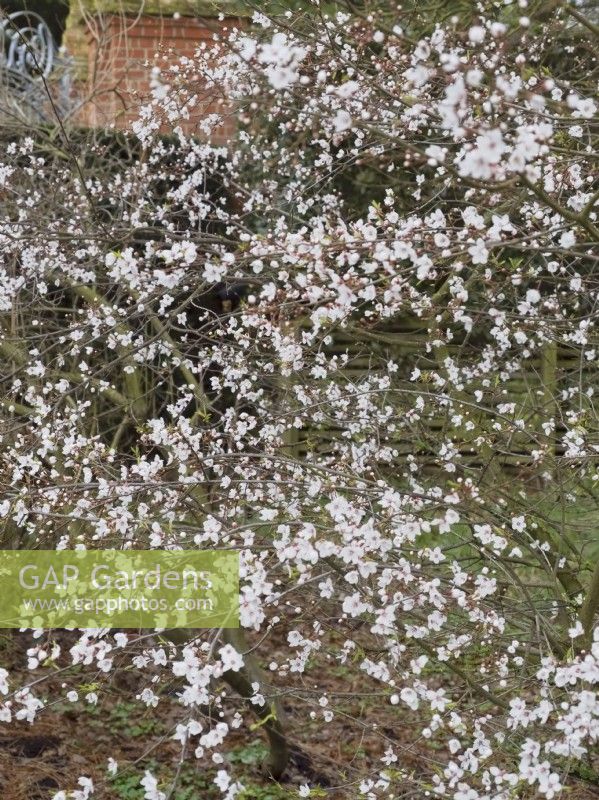 Prunus cerasifera 'Hessei' - cherry plum tree blossom
