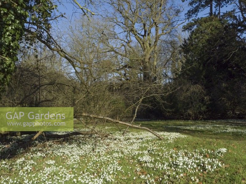 Galanthus - Snowdrops in woodland at Walsingham Abbey Norfolk UK