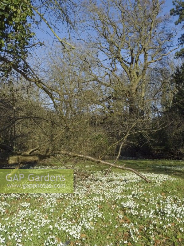Galanthus - Snowdrops in woodland at Walsingham Abbey Norfolk UK