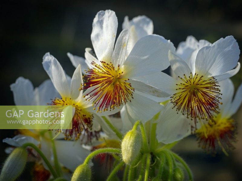 Sparrmannia africana Sparmannia. African hemp