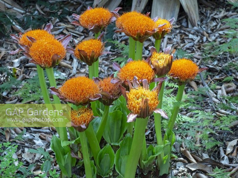 Scadoxus puniceus - Royal Paintbrush  February Canary Islands