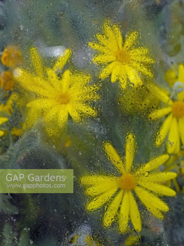 Euryops pectinatus in flower abstract through greenhouse glass in March