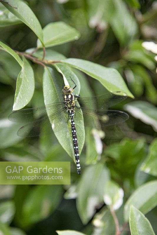 Aeshna juncea - Female Common Hawker dragonfly on a leaf at The Burrows Gardens, Derbyshire, in August