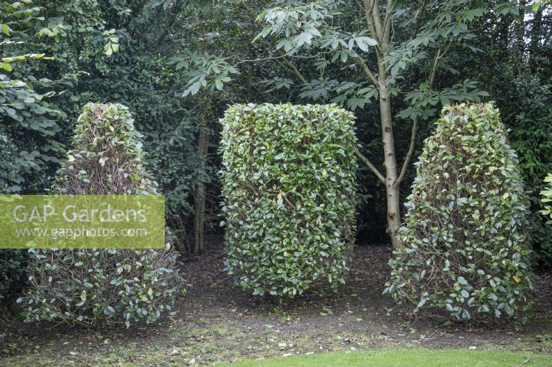 Camellias clipped as topiary at The Burrows Gardens, Derbyshire, in August