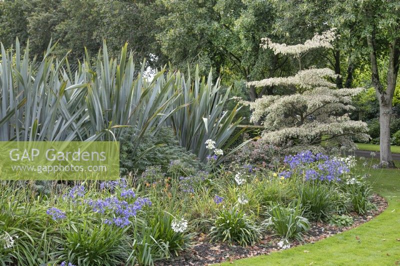 Border with Cornus contraversa 'Variegata', agapanthus and phormiums at The Burrows Gardens, Derbyshire, in August