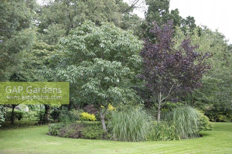 Mixed shrub bed at The Burrows Gardens, Derbyshire, in August