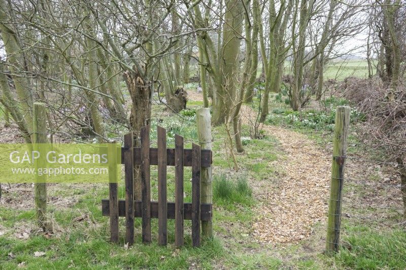 Entrance wooden fence. Path between large variety of snowdrops in woodland.