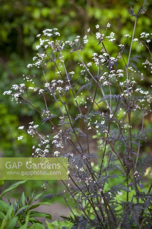 Anthriscus sylvestris 'Ravenswing' - Purple cow parsley, Queen Anne's lace