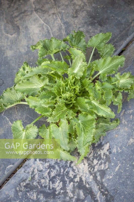 Self sown seedling of Eryngium giganteum - Miss Willmott's ghost - growing up through cracks in paving