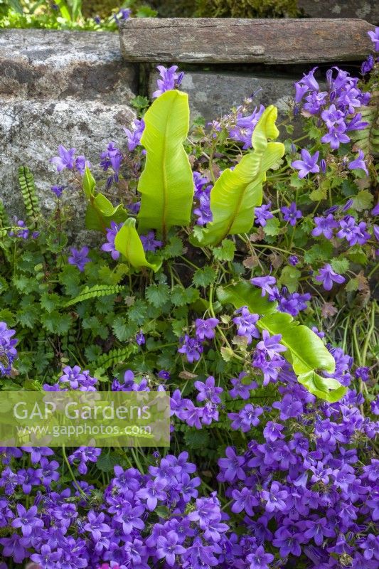 Campanula portenschlagiana - Wall bellflower - growing in a wall with Asplenium scolopendrium syn. Phyllitis scolopendrium - Hart's tongue fern