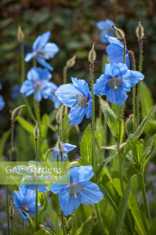 Meconopsis Fertile Blue Group 'Lingholm' syn. Meconopsis betonicifolia 'Lingholm', Meconopsis Ã— sheldonii 'Corrennie', Meconopsis Ã— sheldonii 'Blue Ice', Meconopsis grandis - Himalayan Blue Poppy