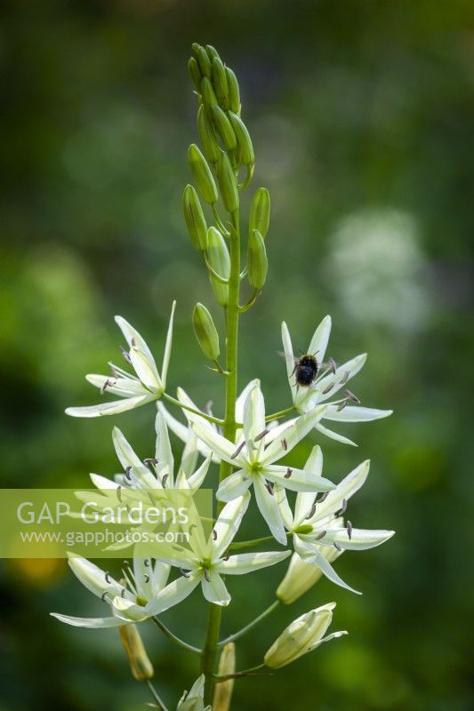 Camassia leichtlinii Alba Group - Californian white-flowered quamash - with bee