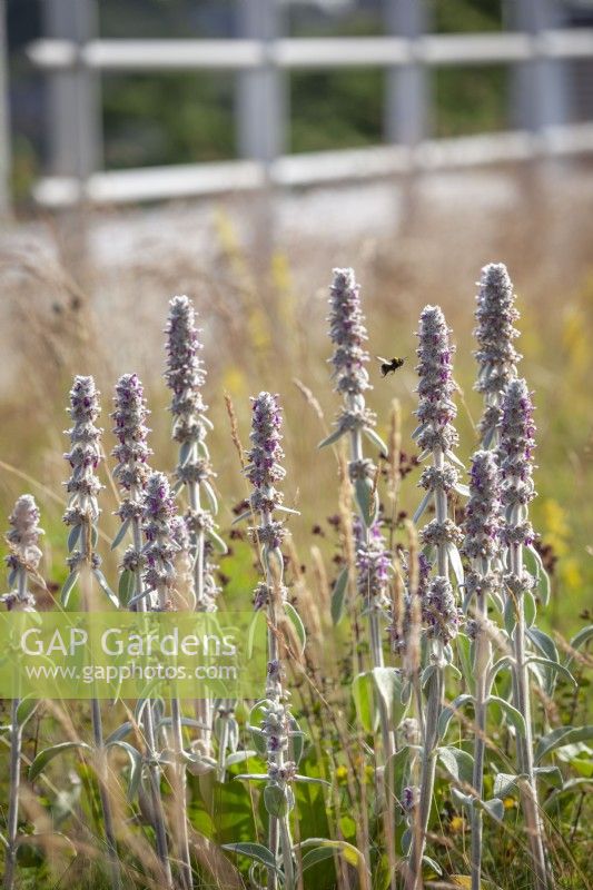 Stachys byzantina - Lamb's ears - with bee