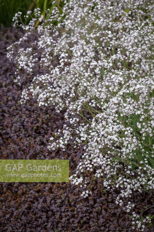 Gypsophila 'White Festival' Festival Series with Acaena