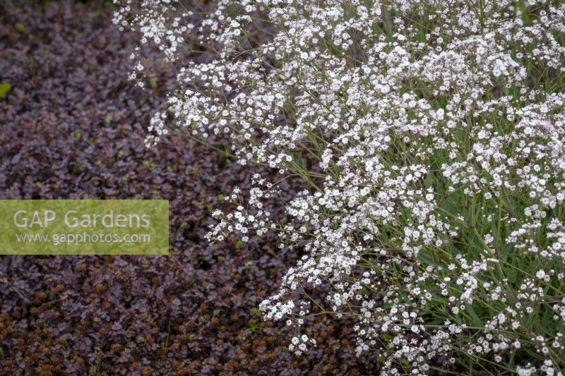 Gypsophila 'White Festival' Festival Series with Acaena