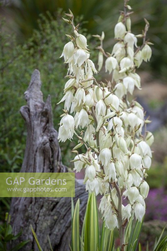 Yucca flaccida 'Golden Sword' syn. Yucca filamentosa 'Golden Sword' AGM  - Needle palm