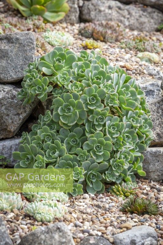 Aeonium haworthii AGM - Pinwheel - planted in gravel