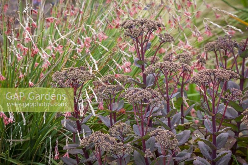 Hylotelephium 'Matrona' syn. Sedum telephium 'Matrona' AGM - Stonecrop - with Dierama igneum