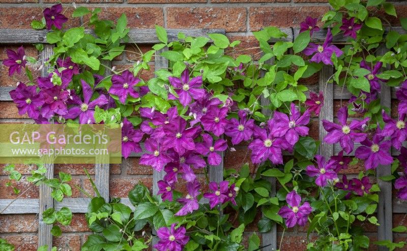 Clematis viticella 'Jenny Caddick' growing on trellis fixed to a wall
