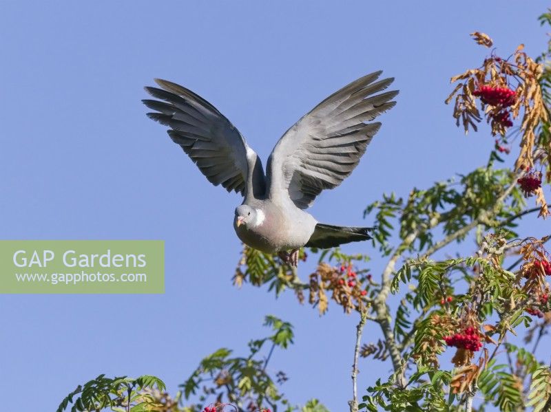 Columba palumbus - Wood Pigeon taking flight from Sorbus aucuparia - Mountain ash