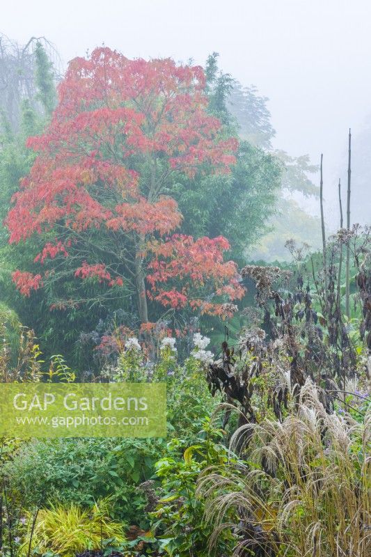 View of Rhus copallinum - winged sumac, dwarf sumach, mountain sumach on a misty autumnal morning. Border with wide range of perennials at the end of the growing season including miscanthus and Eupatorium. 
November
