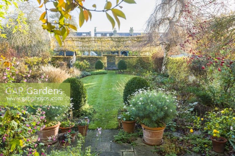 View of formal town garden in late autumn with pots of marguerites, box topiary, oval lawn, flowerbeds, hedges, and pleached trees. November.
