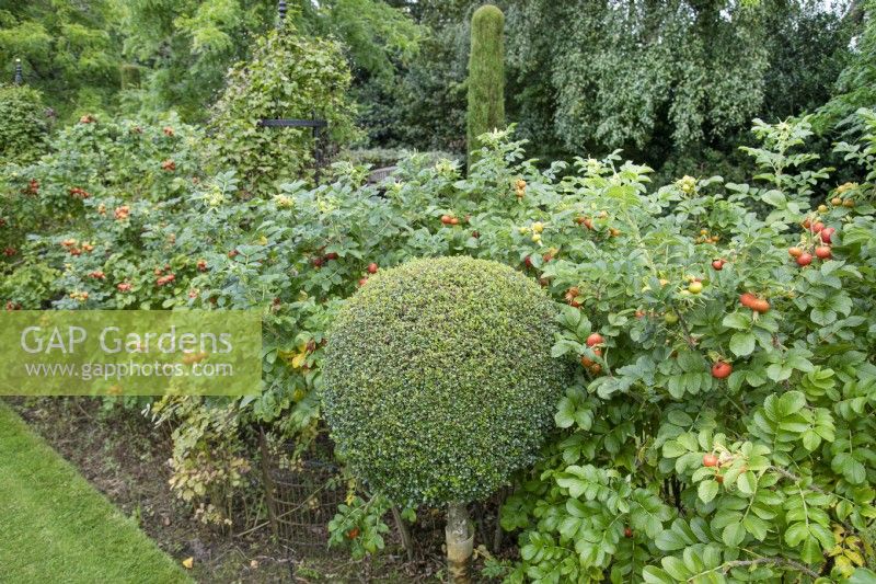 Rose hips and lollipop topiary at The Burrows Gardens, Derbyshire, in August