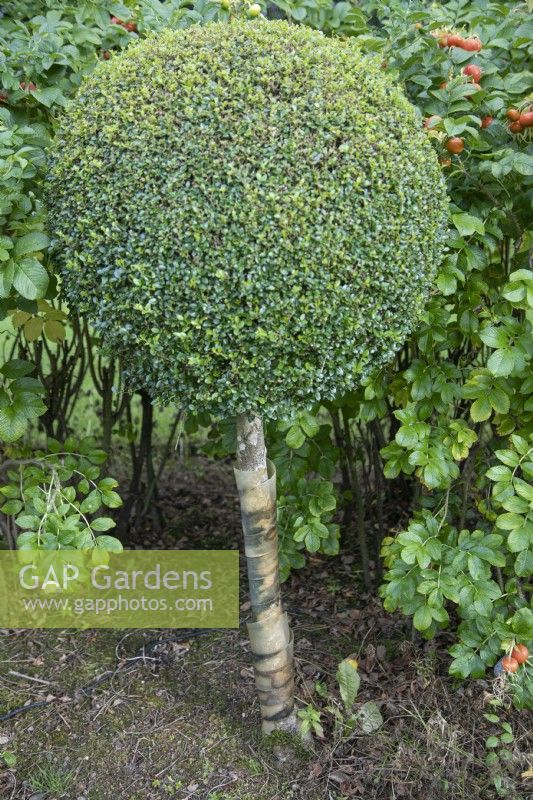 Buxus lollipop topiary with tape around the stems to deter rabbits at The Burrows Gardens, Derbyshire, in August