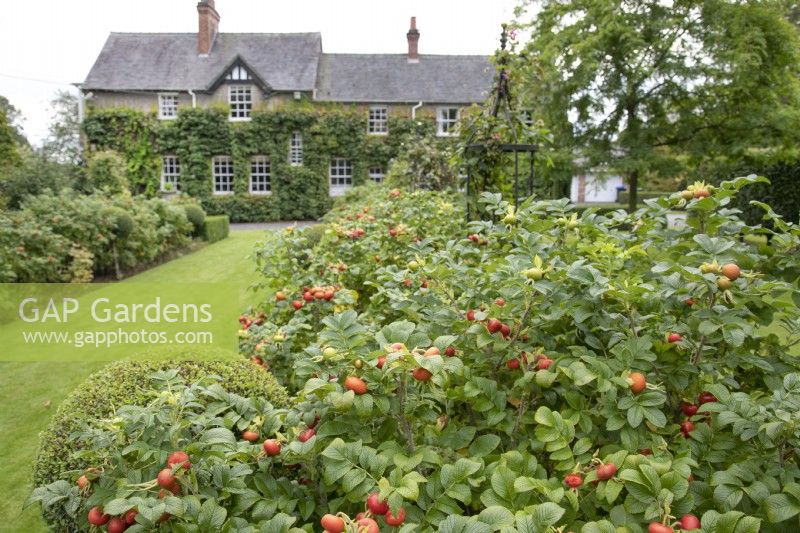 View of the house through the rose hips at The Burrows Gardens, Derbyshire, in August