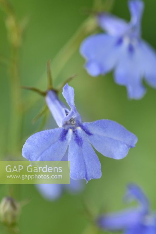 Lobelia erinus  Trailing lobelia  July
