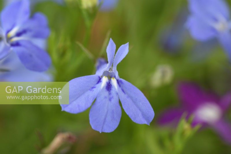 Lobelia erinus  Trailing lobelia  August
