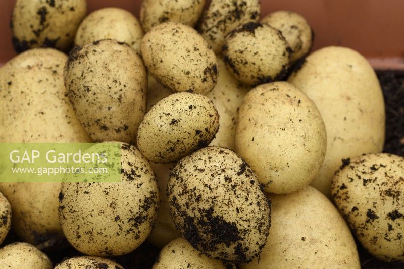Solanum tuberosum  'Nicola'  Second early potatoes harvested from compost in plastic tub  July	
