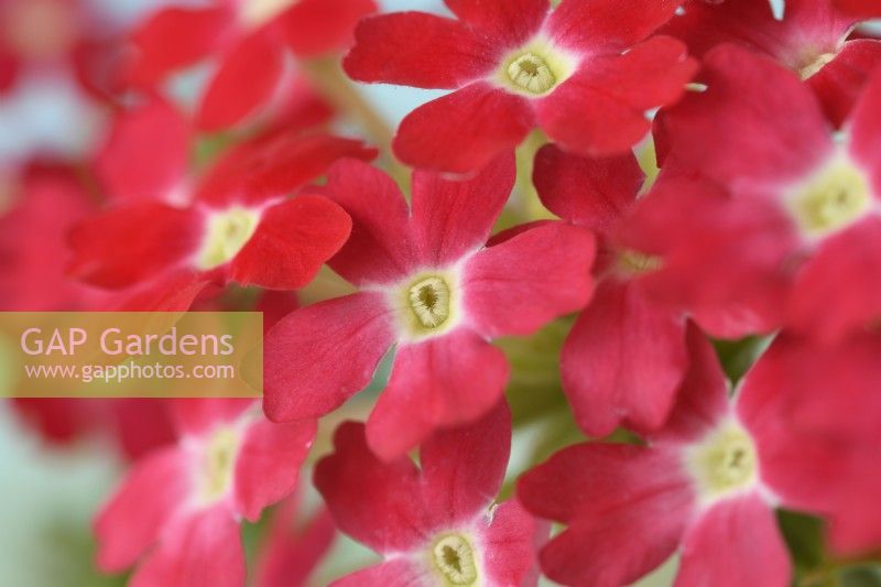 Glandularia  'Quartz mixed'  One colour from mix  Syn. Verbena  August