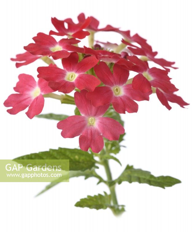 Glandularia  'Quartz mixed'  One colour from mix  Syn. Verbena  August