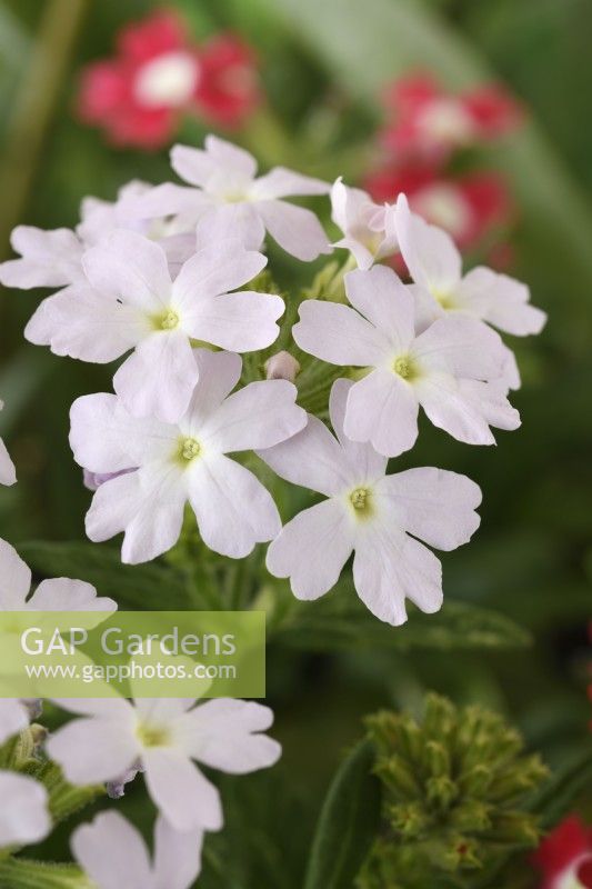 Glandularia  'Quartz mixed'  One colour from mix  Syn. Verbena  August