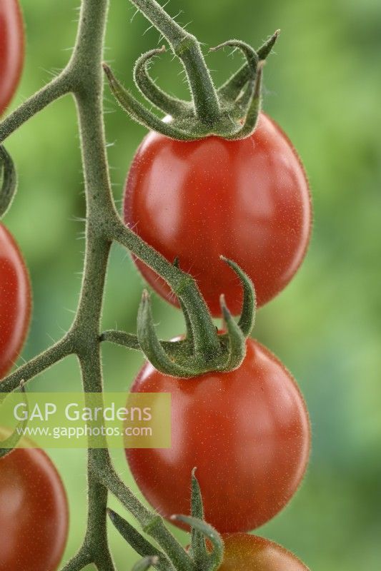 Solanum lycopersicum  'Tomtastic'  Cherry tomatoes  F1 Hybrid  Syn. Lycopersicon esculentum  August