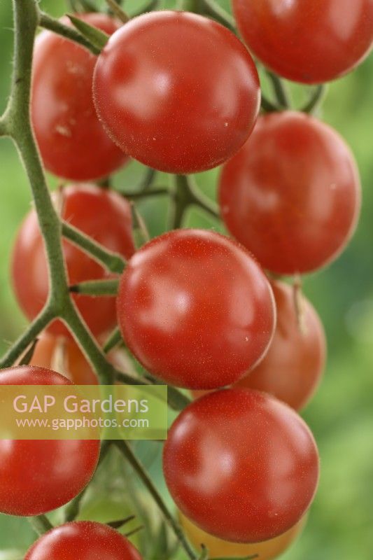 Solanum lycopersicum  'Tomtastic'  Cherry tomatoes  F1 Hybrid  Syn. Lycopersicon esculentum  August