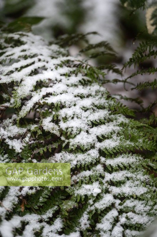 Fern leaves speckled with snow in a wintry shower. 