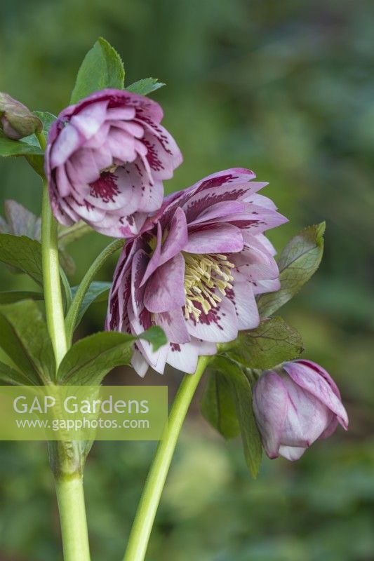 Helleborus x hybridus - Ashwood Garden Hybrids - Double Pink Blotched flowering in Spring - February