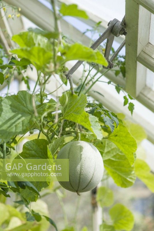 Ripening fruit of Melon 'Pampero' F1 trained into apex of greenhouse. Cherry tomato foliage in background. August.