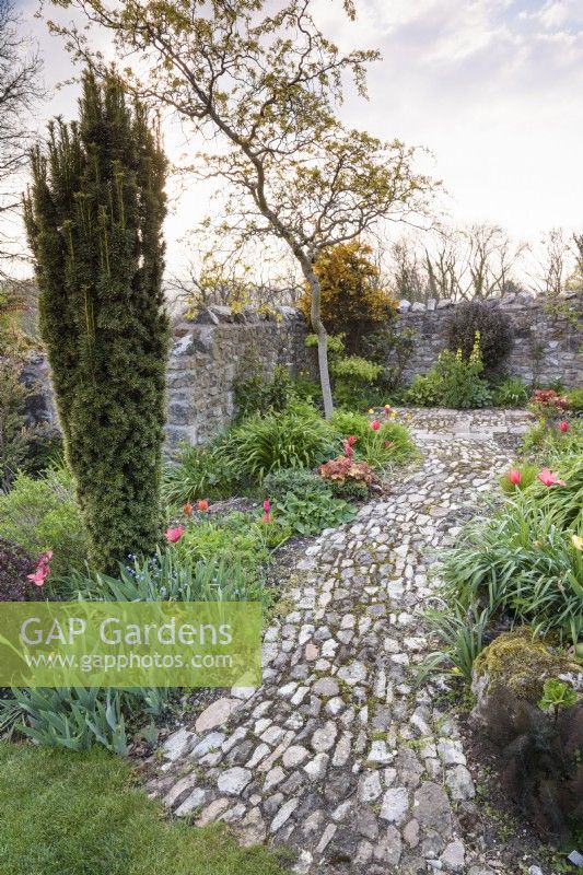 Curving cobbled path between borders in an April garden